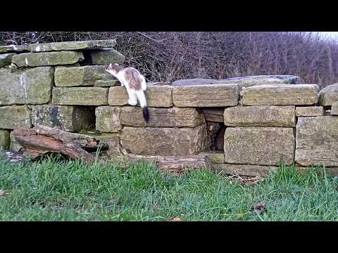 Stoat vs Weasel | Discover Wildlife | Robert E Fuller