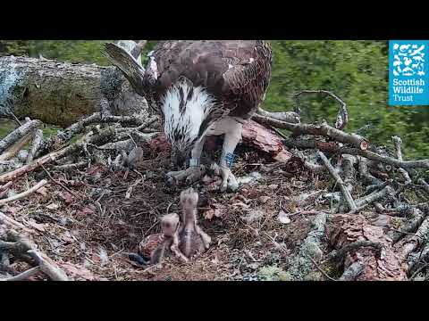 Feeding Time for Osprey Chicks - Loch of the Lowes Osprey Webcam 2023
