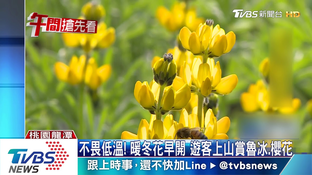 不畏低溫!暖冬花早開 遊客上山賞魯冰、櫻花