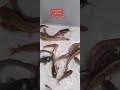 Ikan Lele Shorts Subscribe