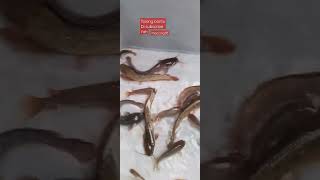 Download lagu ikan lele#shorts #subscribe mp3 Download lagu ikan lele#shorts #subscribe mp3