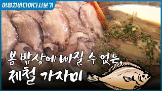 지금이 딱 제철! 그물만 넣었다하면 가득 올라오는 가자미, 회, 조림, 탕, 식해까지 봄 밥상을 책임집니다 …