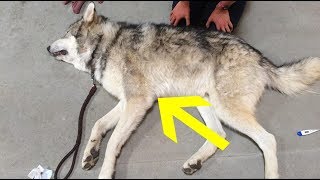 Dog Bought On Craigslist Found Starving In College Dorm