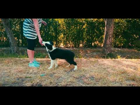 Border Collie puppy for sale