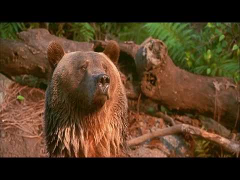 Man trained the brown bear to catch the fish in the water,however the stupid bear drowned