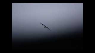 Music video thumbnail preview for TEST DEPT. - A Bird Or A Bullet (Thought Mix) by Test Dept.