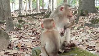 VID20241231184746 monkey 13