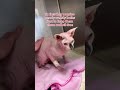 Are You Curious About The Hairless Wonder That Is The Sphinx Cat Breed In This Video I Ll Be Sha