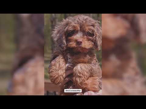 Premier Pups Cavapoo