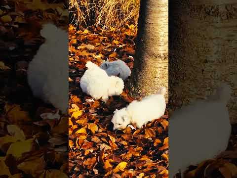 West Highland White Terrier Welpe kaufen