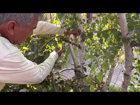 The Beauty of the White Birch: How to Prune a European White Birch - Vargas Landscaping Presents