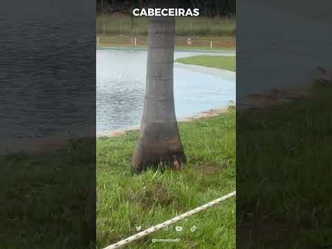 Capivara é flagrada no Laguinho Vereador Zito em Cabeceiras (GO)
