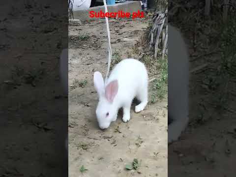 Cute rabbit..Khargosh...Hoha pohu...