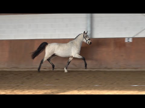 NICHTS IST UNMÖGLICH, Hengst von Nancho´s Golden Star - Wengelo's Nelson, *12.03.2017