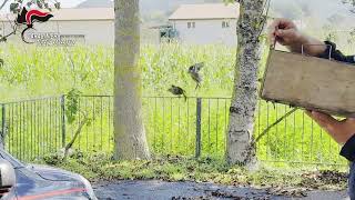 volturara-irpina-35enne-deferito-per-uccellagione-illegale