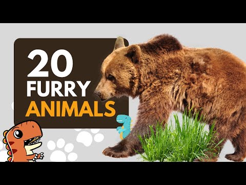 20 Furry Animals in The World for Kids to Learn - Educational Video