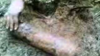 preview picture of video 'American Artillery Shell, dug up Ardenne Forest, Belgium (Part 1)'