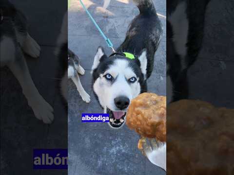 Husky 😱que habla pide albóndigas y jamón🤣
