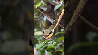 Snake Caterpillar 🐛 This Is NOT a Snake!