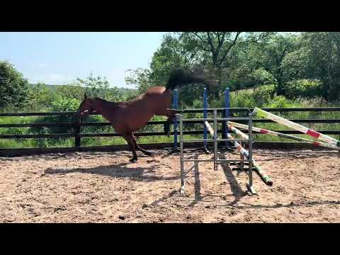 Talented, scopey 4yo mare - Image 2