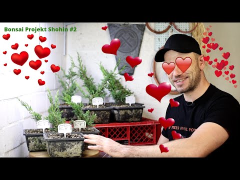 Shohin Nursery - chin. Wacholder Itoigawa, Shohin Bonsai aus Stecklingen | Bonsai Projekt Shohin #2