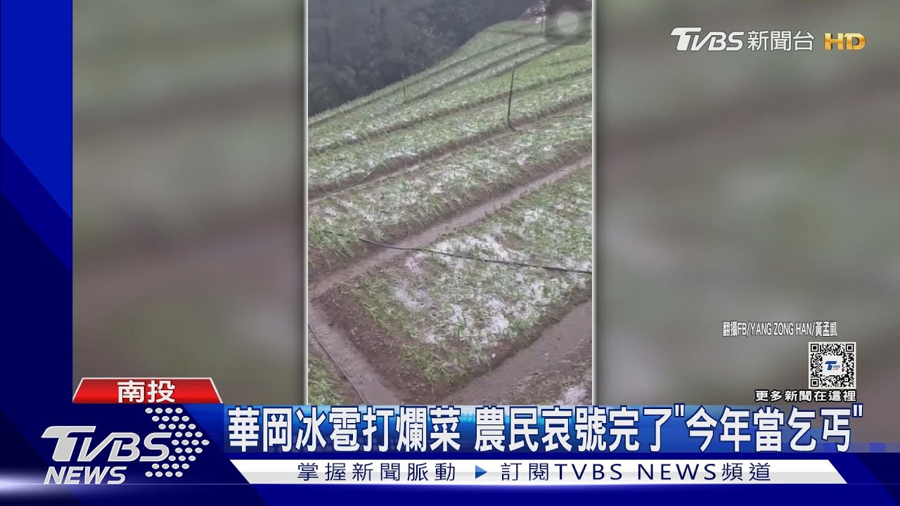華岡冰雹打爛菜 農民哀號完了「今年當乞丐」