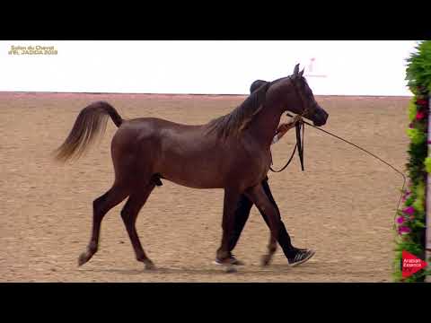 N 101 AL ISKANDAR   A H  Moroccan Breeders' Cup 2019   Yearling Colts Class 6A