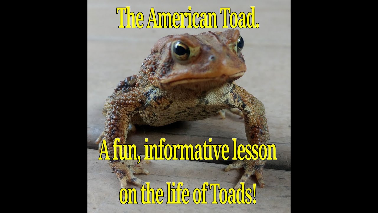 American Toad (Anaxyrus americanus) A fun, engaging, informative lesson on the this common toad!