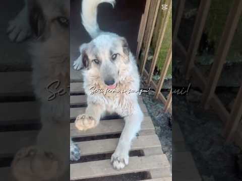 Regalo Gracy splendida giovanotta cerca casa 