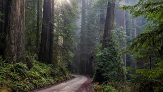 My Trip to The Redwoods Could Have Ended in Disaster