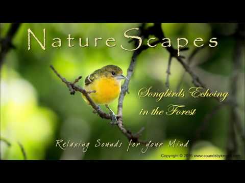 🎧 BIRDS SINGING IN THE FOREST - Relaxing Sounds of Songbirds and Water to help Sleep & Study