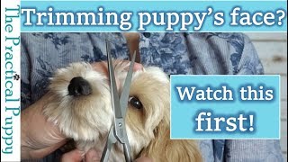How to Trim Around a Long-Haired Dog's Eyes: Labradoodle Grooming
