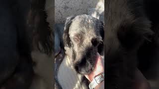 Video preview image #1 Poodle (Standard)-Unknown Mix Puppy For Sale in Grafton, WI, USA