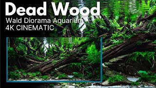 IAPLC 2024 World Ranking 24 | Dead Wood by Philip Schwarz | 4K Cinematic