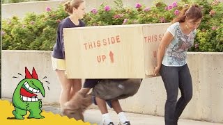 Le Chat Accroche-Pattes!