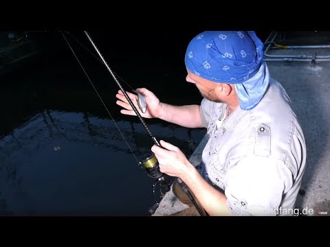 Matze Koch: Zander with bait fish (still annoying!) - Matze's antics 11-2018