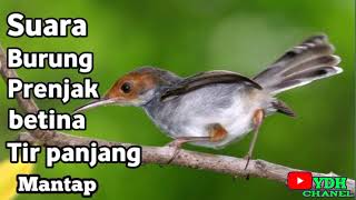 Download lagu SUARA PRENJAK BETINA TIR PANJANG||MANTAP BUAT MENAIKKAN BIRAHI PRENJAK JANTAN mp3 Download lagu SUARA PRENJAK BETINA TIR PANJANG||MANTAP BUAT MENAIKKAN BIRAHI PRENJAK JANTAN mp3