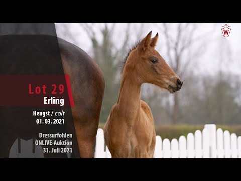 Onlive-Auktion Dressurfohlen Lot 29 Erling Hengst v. Erdinger - Millennium/T.