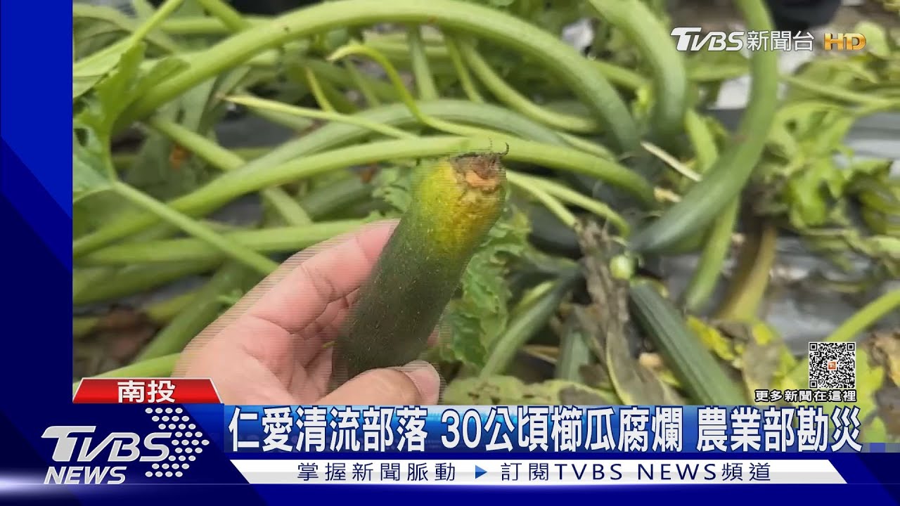仁愛清流部落30公頃櫛瓜腐爛 農業部勘災
