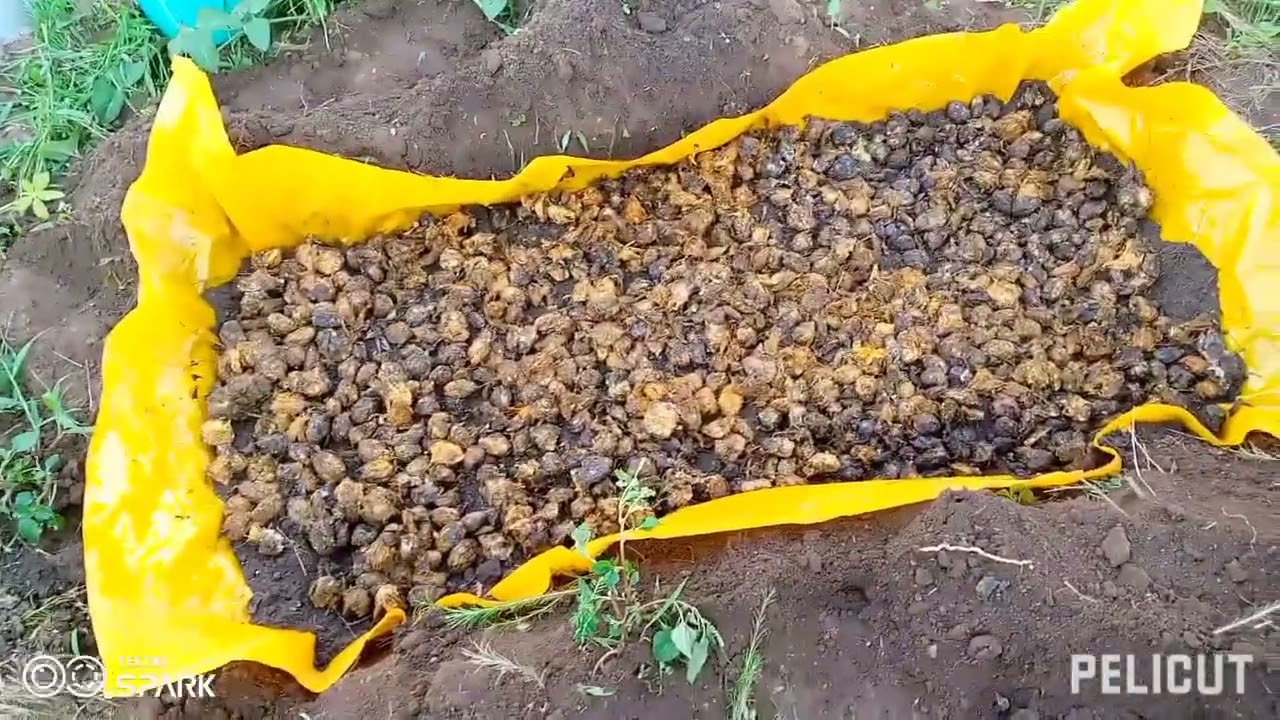 Palm oil seed preparations.