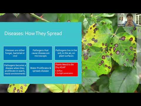 Plant Pruning 101 with Amy Power