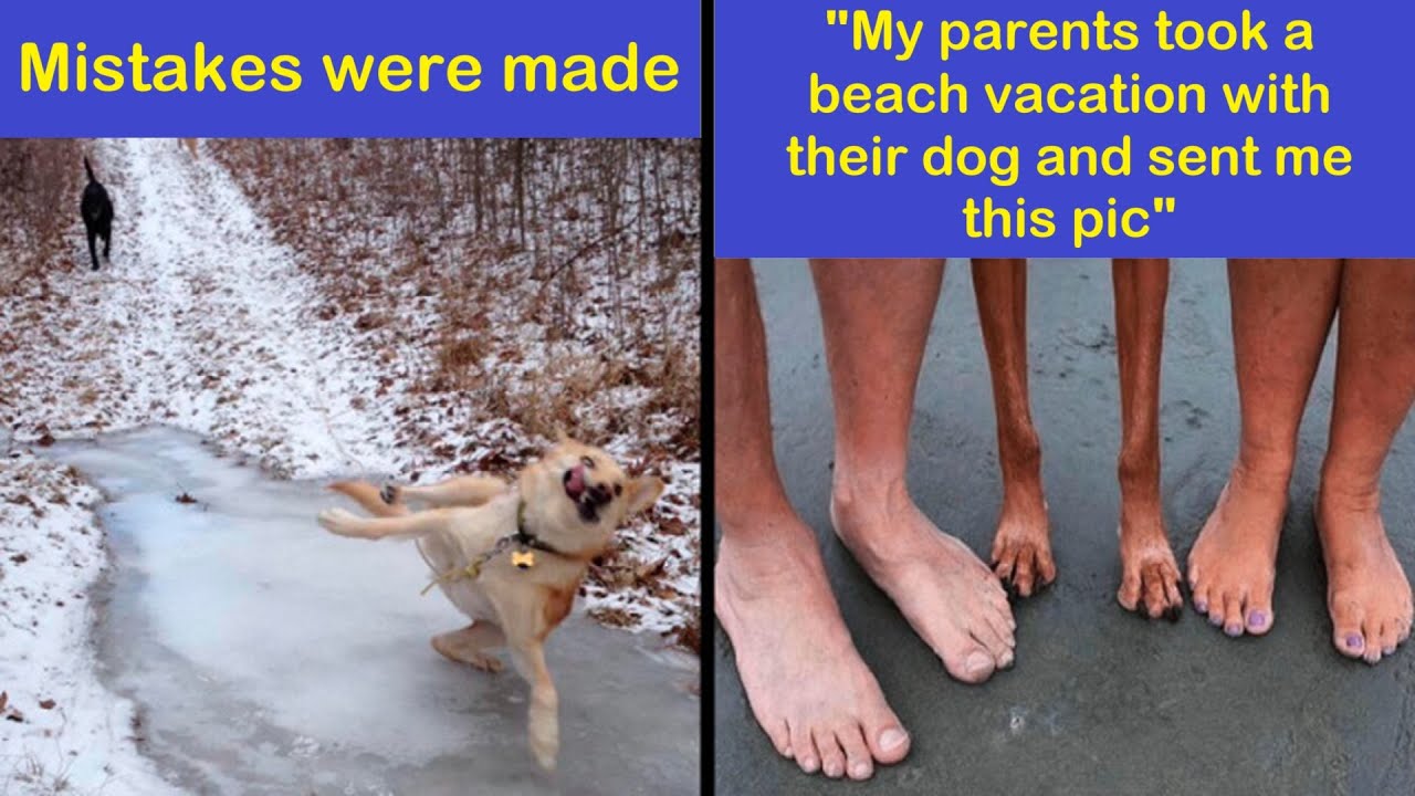 Hilariously Wholesome Dog Memes To Guide You To A Better Tomorrow | Happy And Fun
