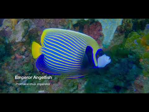 1 Angelfish A - scuba diving video
