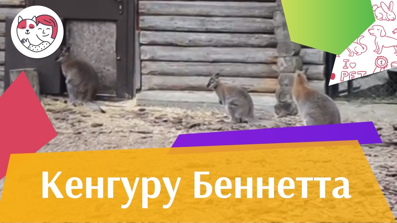 Кенгуру беннета Размножение на ilikepet