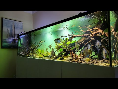 20 minute relaxing cinematic of my 8ft south american biotope style tank