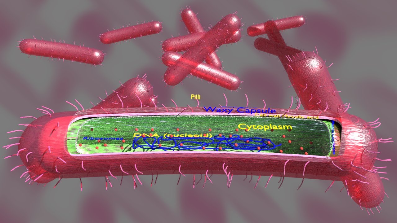 Tuberculosis bacteria detail cut section labelled 3D 3D Model