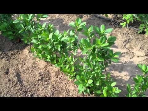 download lagu mp3 mp4 Buy Dried Aronia Berries, download lagu Buy Dried Aronia Berries gratis, unduh video klip Buy Dried Aronia Berries