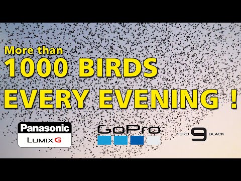 Swooping Starlings In Murmuration every evening in Gandhinagar.