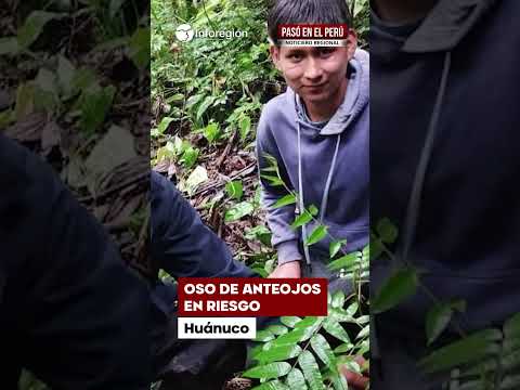 Huánuco: Invasiones y minería ilegal amenazan uno de los bosques más importantes del Perú