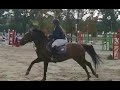 Gelding Origin Recorded For sale 2009 Liver chestnut